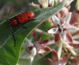 Asclepias speciosa | Showy Milkweed | Greek Milkweed | 50_Seeds