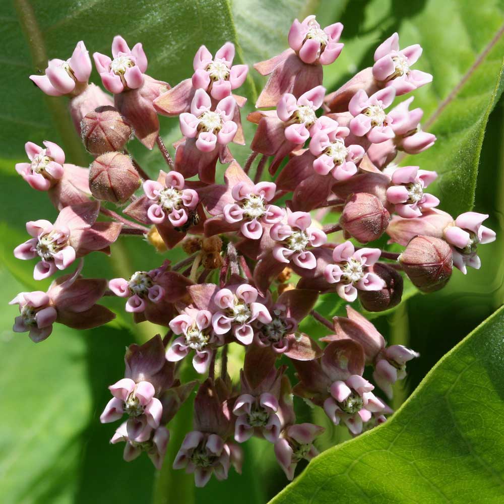 Asclepias syriaca | Milkweed | Butterfly Flower | Silkweed