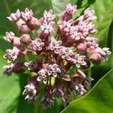 Asclepias syriaca | Milkweed | Butterfly Flower | Silkweed | 200_Seeds