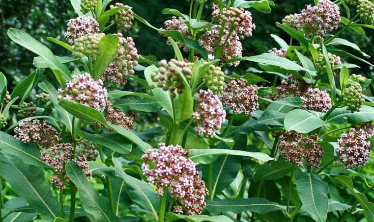 silkweed plant Asclepias syriaca | Milkweed | Butterfly Flower | Silkweed