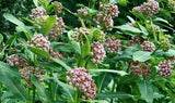 Asclepias syriaca | Milkweed | Butterfly Flower | Silkweed | 200_Seeds