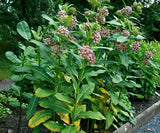 Asclepias syriaca | Milkweed | Butterfly Flower | Silkweed | 200_Seeds
