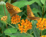 Asclepias tuberosa | Butterfly MilkWeed | Pleurisy Root | 50_Seeds