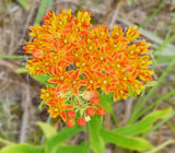 Asclepias tuberosa | Butterfly MilkWeed | Pleurisy Root | 50_Seeds