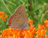 Asclepias tuberosa | Butterfly MilkWeed | Pleurisy Root | 50_Seeds
