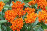 Asclepias tuberosa | Butterfly MilkWeed | Pleurisy Root | 50_Seeds
