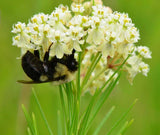 Asclepias verticillata | Whorled Milkweed | Horsetail | 50_Seeds