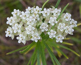 Asclepias verticillata | Whorled Milkweed | Horsetail | 50_Seeds