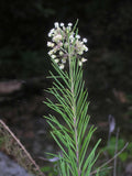 Asclepias verticillata | Whorled Milkweed | Horsetail | 50_Seeds