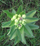 Asclepias viridis | Green Antelopehorn | Spider Milkweed | 50_Seeds