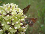 Asclepias viridis | Green Antelopehorn | Spider Milkweed | 50_Seeds