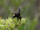 Asclepias viridis | Green Antelopehorn | Spider Milkweed | 50_Seeds