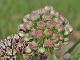 Asclepias asperula | Spider Milkweed | Antelope Horns | 20_Seeds