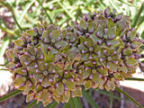 Asclepias asperula | Spider Milkweed | Antelope Horns | 20_Seeds