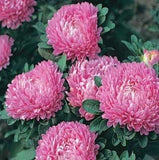 Callistephus chinensis | Dwarf Milady | China Aster | 20_Seeds