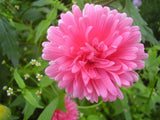 Callistephus chinensis | Dwarf Milady | China Aster | 20_Seeds
