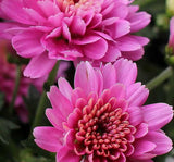 Callistephus chinensis | Dwarf Milady | China Aster | 20_Seeds