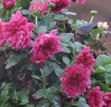 Callistephus chinensis | Dwarf Milady | China Aster | 20_Seeds