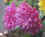Callistephus chinensis | Dwarf Milady | China Aster | 20_Seeds