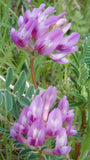 Astragalus crassicarpus | Ground Plum | Groundplum Milkvetch | 50_Seeds