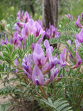 Astragalus crassicarpus | Ground Plum | Groundplum Milkvetch | 50_Seeds