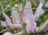 Astragalus crassicarpus | Ground Plum | Groundplum Milkvetch | 50_Seeds