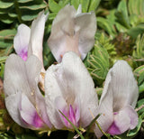 Astragalus crassicarpus | Ground Plum | Groundplum Milkvetch | 50_Seeds