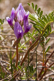 Astragalus crassicarpus | Ground Plum | Groundplum Milkvetch | 50_Seeds