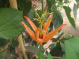 Passiflora aurantia | Orange Passion Flower | 5_Seeds