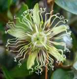 Passiflora auriculata | 10_Seeds