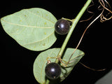Passiflora auriculata | 10_Seeds