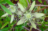 Passiflora auriculata | 10_Seeds