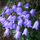 Campanula cochleariifolia Bavarian Blue | Fairies Thimbles | BabyBlue | 50_Seeds