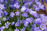 Campanula cochleariifolia Bavarian Blue | Fairies Thimbles | BabyBlue | 50_Seeds