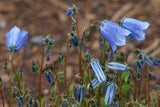 Campanula cochleariifolia Bavarian Blue | Fairies Thimbles | BabyBlue | 50_Seeds