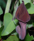 Aristolochia baetica | Portugese Hardy Dutchmans Pipe | Birthwort | 10_Seeds