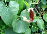 Aristolochia baetica | Portugese Hardy Dutchmans Pipe | Birthwort | 10_Seeds