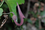 Aristolochia baetica | Portugese Hardy Dutchmans Pipe | Birthwort | 10_Seeds