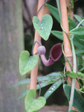 Aristolochia baetica | Portugese Hardy Dutchmans Pipe | Birthwort | 10_Seeds