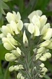 Baptisia bracteata | False-Indigo | Cream Wild Indigo | 5_Seeds