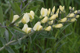 Baptisia bracteata | False-Indigo | Cream Wild Indigo | 5_Seeds