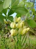 Baptisia bracteata | False-Indigo | Cream Wild Indigo | 5_Seeds