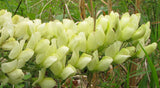 Baptisia bracteata | False-Indigo | Cream Wild Indigo | 5_Seeds