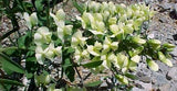 Baptisia bracteata | False-Indigo | Cream Wild Indigo | 5_Seeds