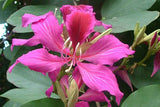 Bauhinia purpurea | Butterfly Orchid Tree | Camels Foot | 5_Seeds