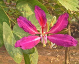Bauhinia purpurea | Butterfly Orchid Tree | Camels Foot | 5_Seeds