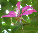 Bauhinia purpurea | Butterfly Orchid Tree | Camels Foot | 5_Seeds