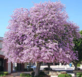 Bauhinia purpurea | Butterfly Orchid Tree | Camels Foot | 5_Seeds