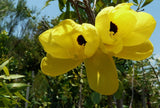 Bauhinia tomentosa | St Thomas & Bell Orchid & Yellow Butterfly Tree | 5_Seeds
