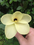 Bauhinia tomentosa | St Thomas & Bell Orchid & Yellow Butterfly Tree | 5_Seeds